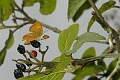 brown hairstreak butterfly-2